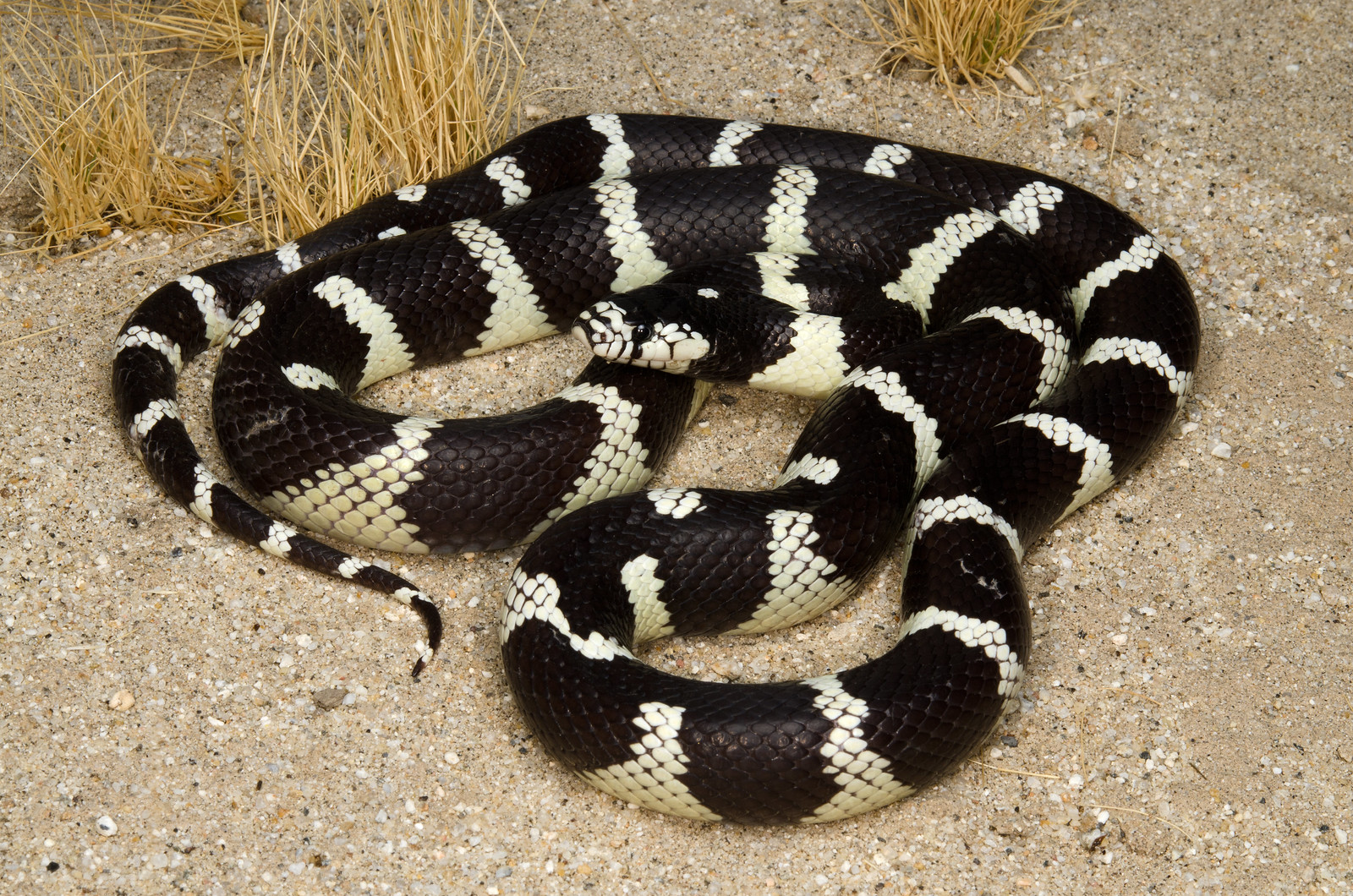 California Kingsnake