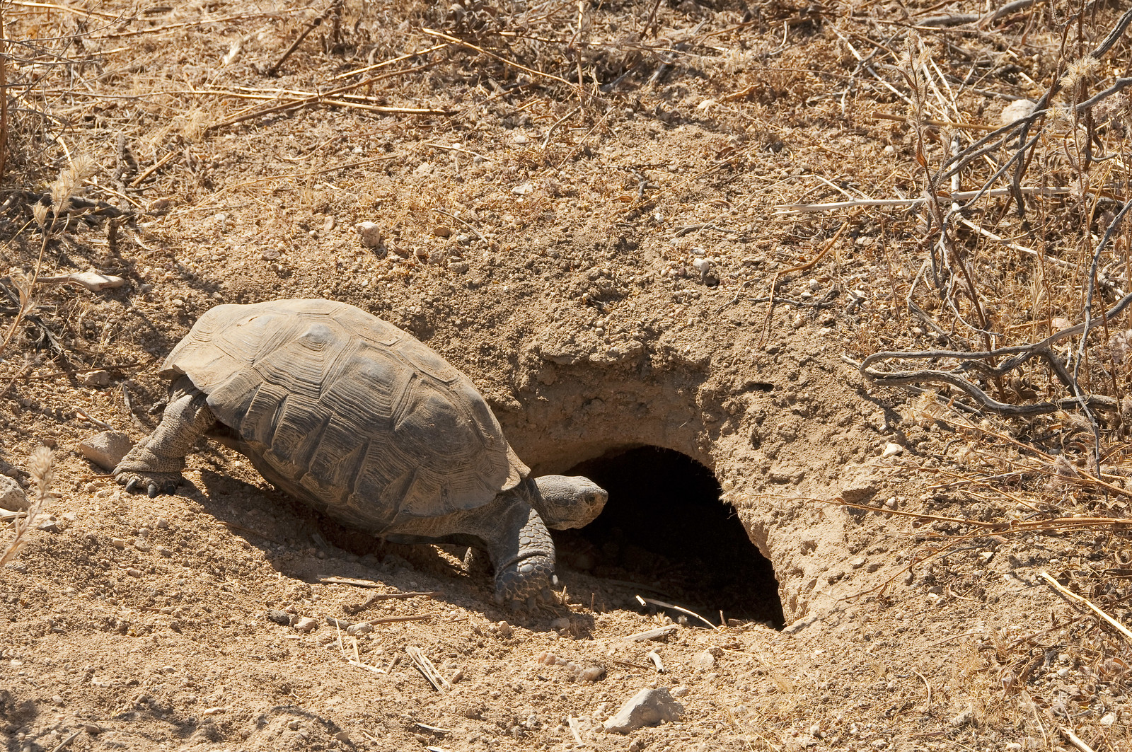 Desert Tortoise