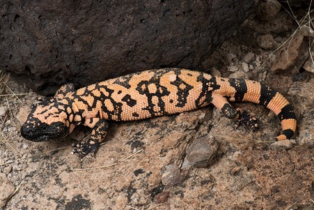 Gila Monster