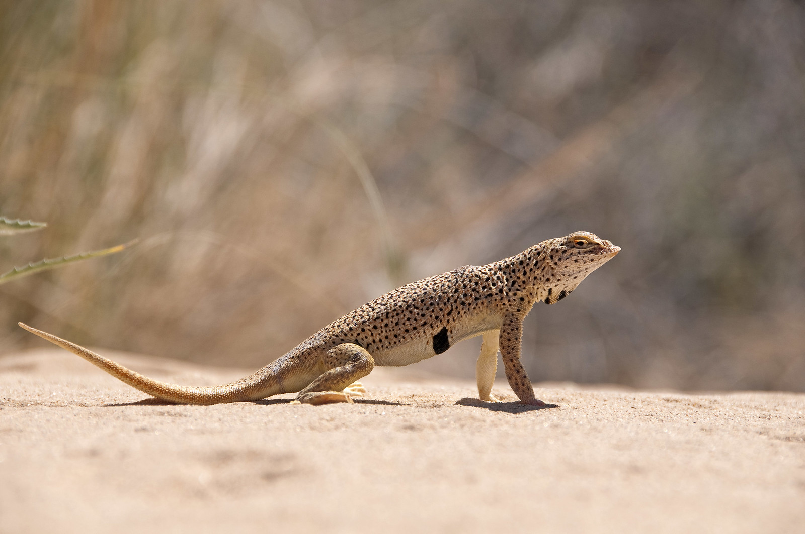 Mojave Fringe Toed Lizard